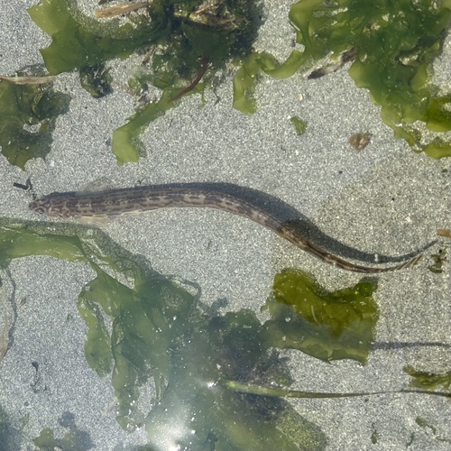 Eel-blenny (Lumpenus sagitta) — Stichaeidae
