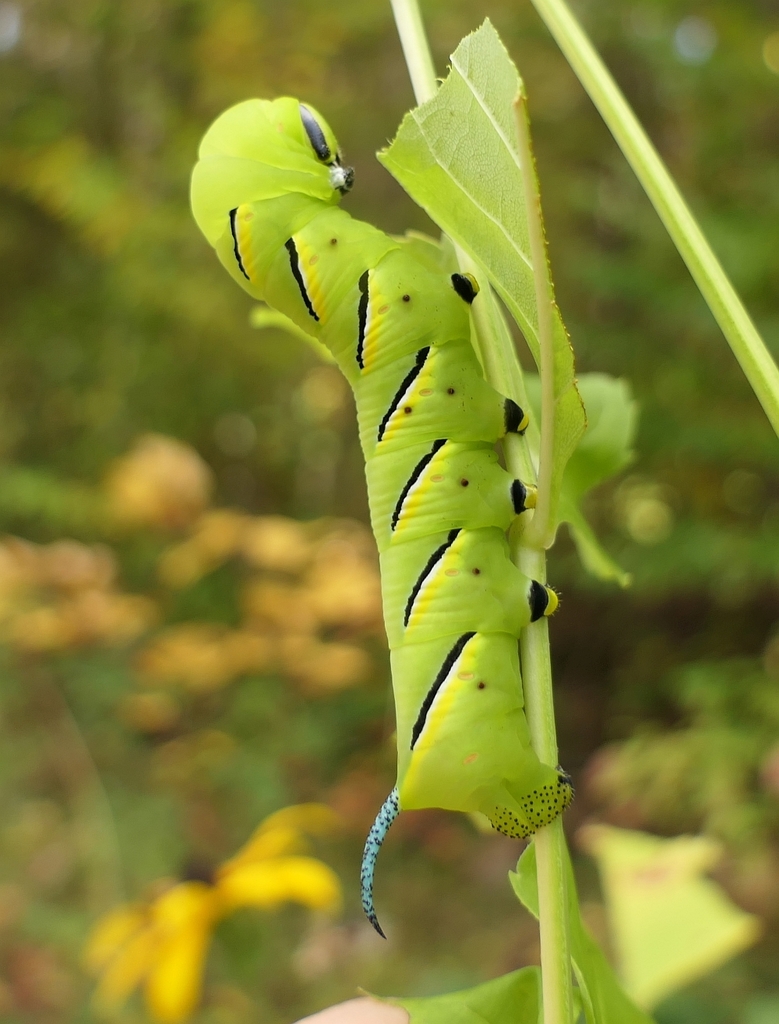 Laurel Sphinx