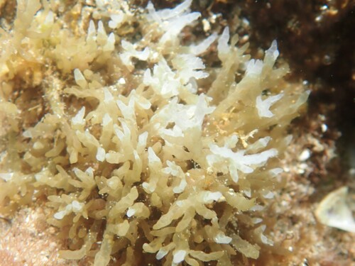 Champia parvula