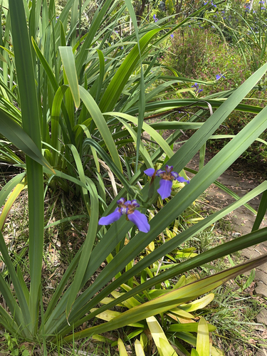Trimezia coerulea observed 2025-06-24