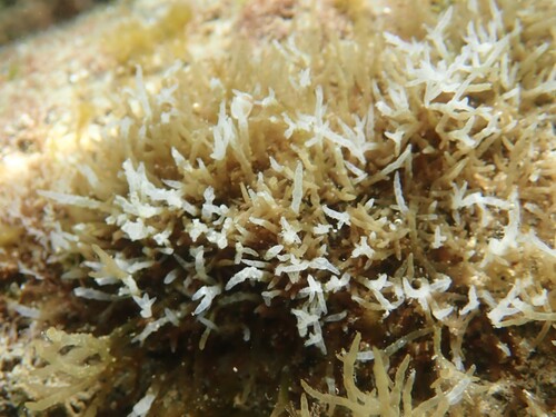 Champia parvula