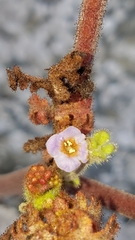 Phacelia lyonii