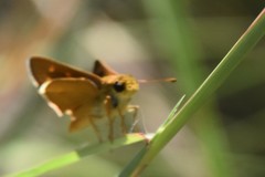 Hesperia meskei straton