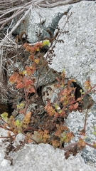 Phacelia lyonii