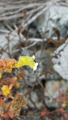 Phacelia lyonii