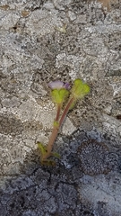 Phacelia lyonii