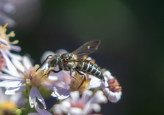 Coelioxys sayi