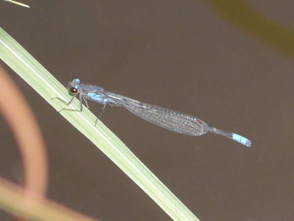 Blue-sided Sprite