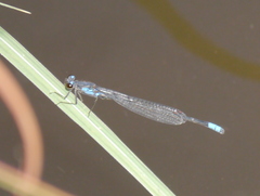 Pseudagrion sudanicum