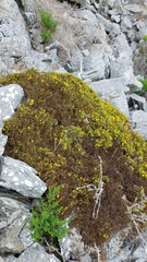 Deinandra clementina