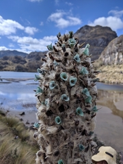 Puya clava-herculis