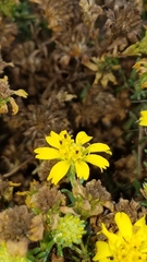 Deinandra clementina