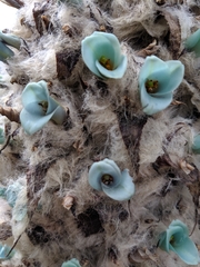Puya clava-herculis