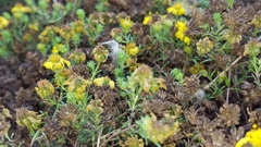 Deinandra clementina