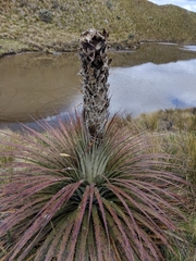 Puya clava-herculis