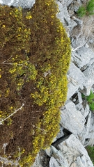 Deinandra clementina