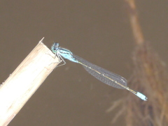 Pseudagrion coeleste