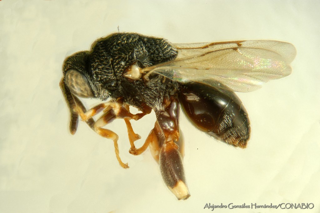 Brachymeria discreta
