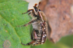 Euphoria leucographa