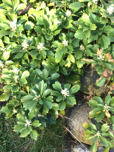 Pachysandra terminalis