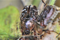 Euphoria leucographa
