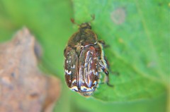 Euphoria leucographa