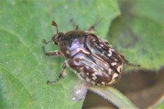 Euphoria leucographa