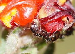 Notoncus ectatommoides