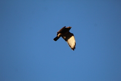 Buteo platypterus