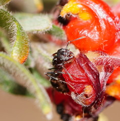 Notoncus ectatommoides