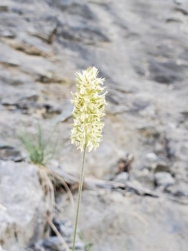 Somerset Hair-grass (Koeleria vallesiana)