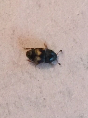 Carpophilus hemipterus