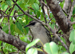 Mimus parvulus parvulus