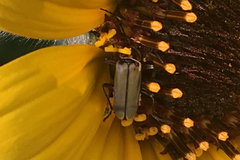 Chauliognathus hieroglyphicus