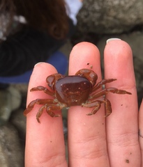 Cyclograpsus cinereus