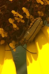 Chauliognathus hieroglyphicus