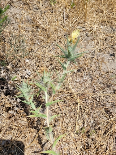 woolly distaff thistle