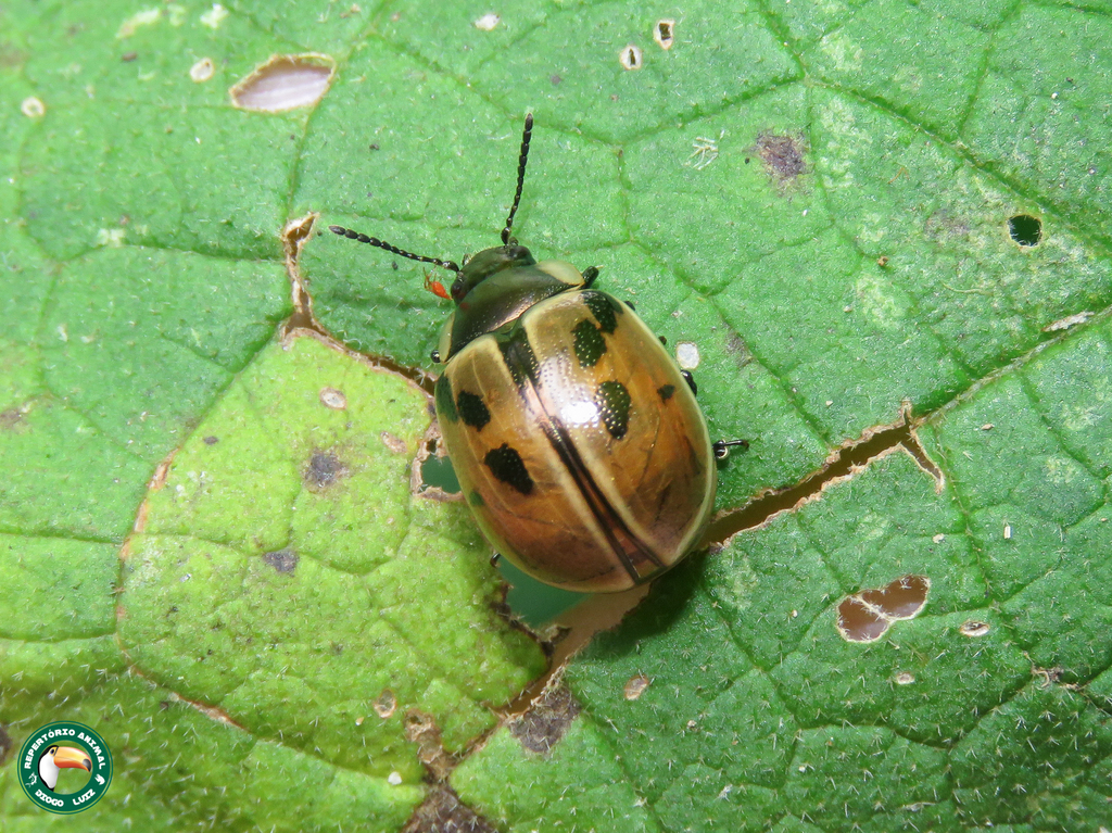 Platyphora conviva