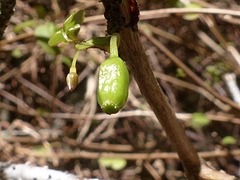 Fuchsia perscandens