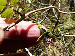 Fuchsia perscandens