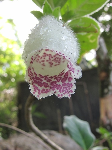 Alsobia baroniae