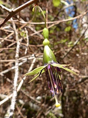 Fuchsia perscandens