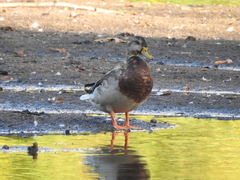 Anas platyrhynchos