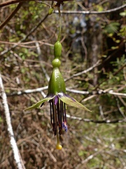 Fuchsia perscandens