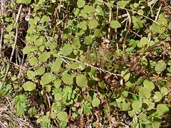 Fuchsia perscandens
