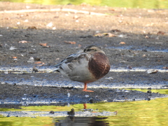 Anas platyrhynchos
