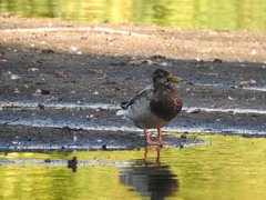 Anas platyrhynchos