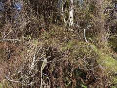 Fuchsia perscandens