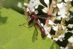Physocephala burgessi