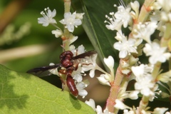 Physocephala burgessi